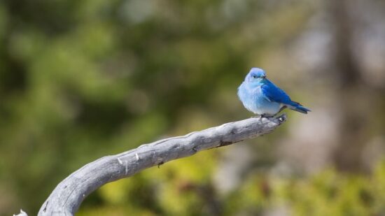 bluebird