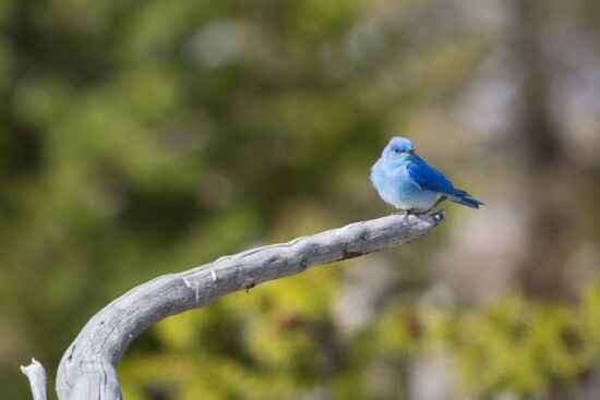 bluebird