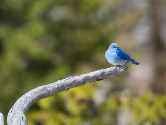 bluebird