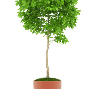 shutterstock_97258547