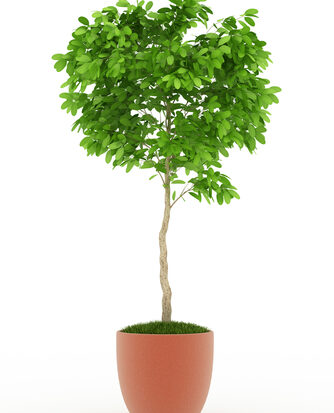 shutterstock_97258547