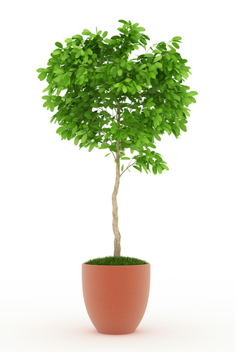 shutterstock_97258547