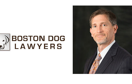 bostondoglawyerfeature